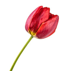 one red tulip. Isolated on white background