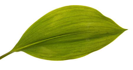 green leaf lily of the valley flower. Isolated on white background