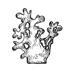 coral sketch isolated. hand drawing