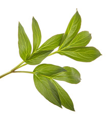 green sprout of peony bush. Isolated on white background
