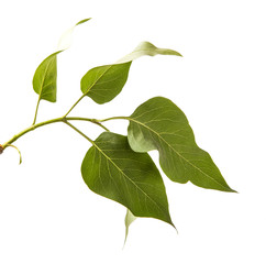 branch of a lilac bush with green leaves. Isolated on white background