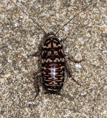 big tropical cockroach