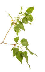 Naklejka premium branch of a lilac bush with green leaves. Isolated on white background