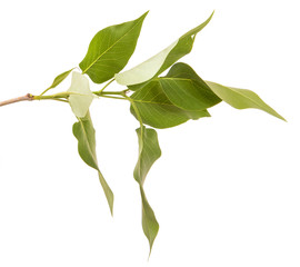 Fototapeta premium branch of a lilac bush with green leaves. Isolated on white background