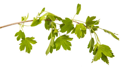 branch of a currant bush with green leaves. Isolated on white background