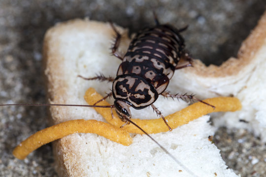 big tropical cockroach