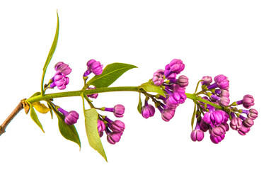 blossoming lilac with purple flowers. Isolated on white background