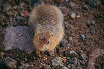 Rodent, Evrazhka on Kamchatka. American long tail gopher, sunny day