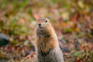 Rodent, Evrazhka on Kamchatka. American long tail gopher, sunny day