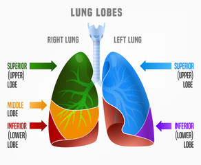 Human lungs infographic
