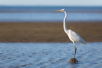 Great Egret wading