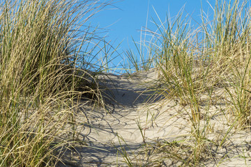 Dune Grasses - Allergy