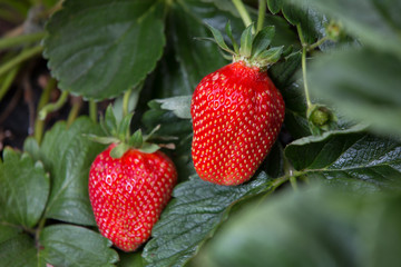 Fresh Tasmanian Strawberries