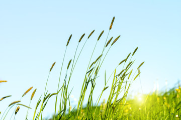 Flowering grass in detail - allergens
