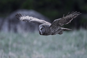 Great grey owl (Strix nebulosa)