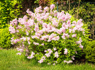Syringa microphylla 'Superba' in the park, blooming lilac