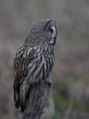 Great grey owl (Strix nebulosa)