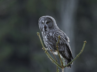 Great grey owl (Strix nebulosa)