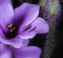 Flower background with fly