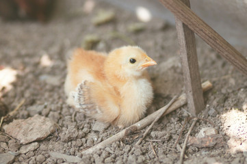Little chicken sits