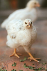 Little chicken