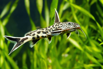 Synodontis petricola, cucko catfish, or the pygmy leopard catfish