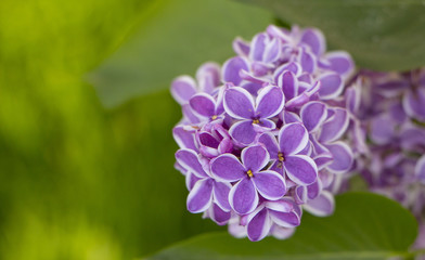 pastel tender floral natural background from lilac flowers