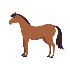 Cute horse on white background.