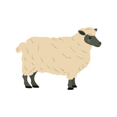 Cute sheep on white background.