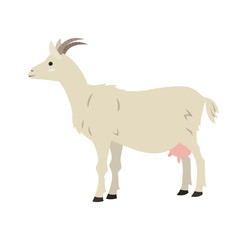 Cute goat on white background.