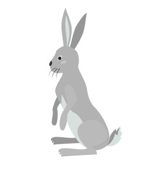 Cute hare on white background.