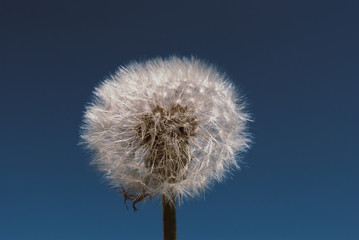 Obraz premium dandelion flower with seeds ball close up in nature background horizontal view