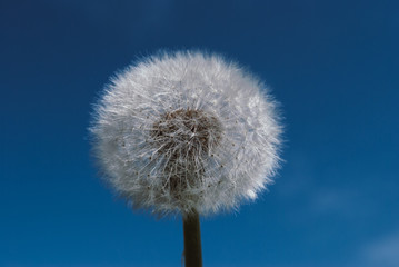Obraz premium dandelion flower with seeds ball close up in blue bright background vertical view