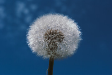 Obraz premium dandelion flower with seeds ball close up in blue bright background vertical view