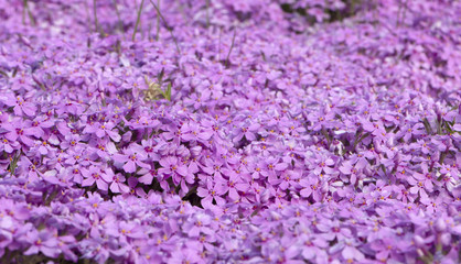 Purple creeping phlox, on the flowerbed. The ground cover is used in landscaping when creating alpine slides and rockeries