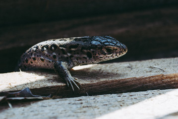 Garden lizard looking. These Changeable Lizards are territorial during breeding season.