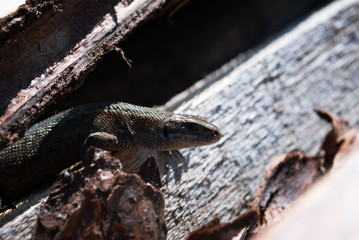 Garden lizard looking. These Changeable Lizards are territorial during breeding season.