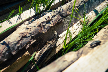 Fototapeta na wymiar Garden Lizard. Garden Lizards are lizard found widely in Asian countries.