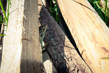 Garden Lizard. Garden Lizards are lizard found widely in Asian countries.