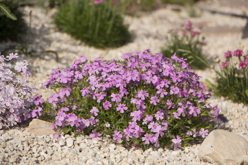 Purple creeping phlox, on the flowerbed. The ground cover is used in landscaping when creating alpine slides and rockeries