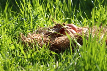Obraz premium Three eggs in a nest covered with oak leaf in green grass