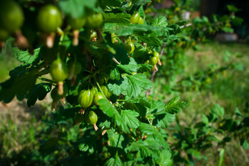 View to fresh green gooseberries on a branch of gooseberry bush in the garden. Close up view of the organic gooseberry berry hangs on a branch under the leaves.