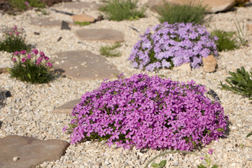 Obraz premium Purple creeping phlox, on the flowerbed. The ground cover is used in landscaping when creating alpine slides and rockeries