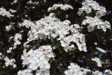 Blossom of common hawthorn or single-seeded hawthorn, Crataegus monogyna. This species of hawthorn is native to Europe, northwest Africa and western Asia.