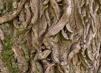 Gnarly bark on tree