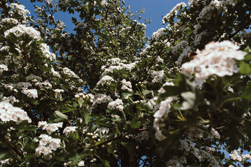 spring nature background white flowers of hawthorn