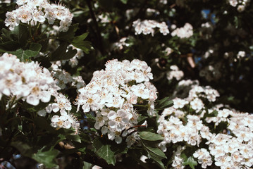 Hawthorn blossom flower on tree. Spring nature background white flowers of hawthorn