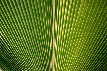 Radial abstract background texture formed by a hue green palm tree leaf