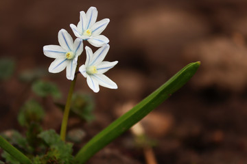 Three scilloides flowers with blue stripes on the petals