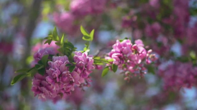 flowers, floral, flower, landscape